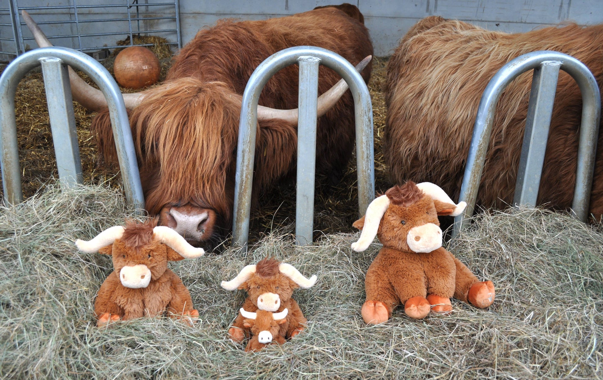 Horny Highland Cow Plush Brown Large Soft Toy 30CM