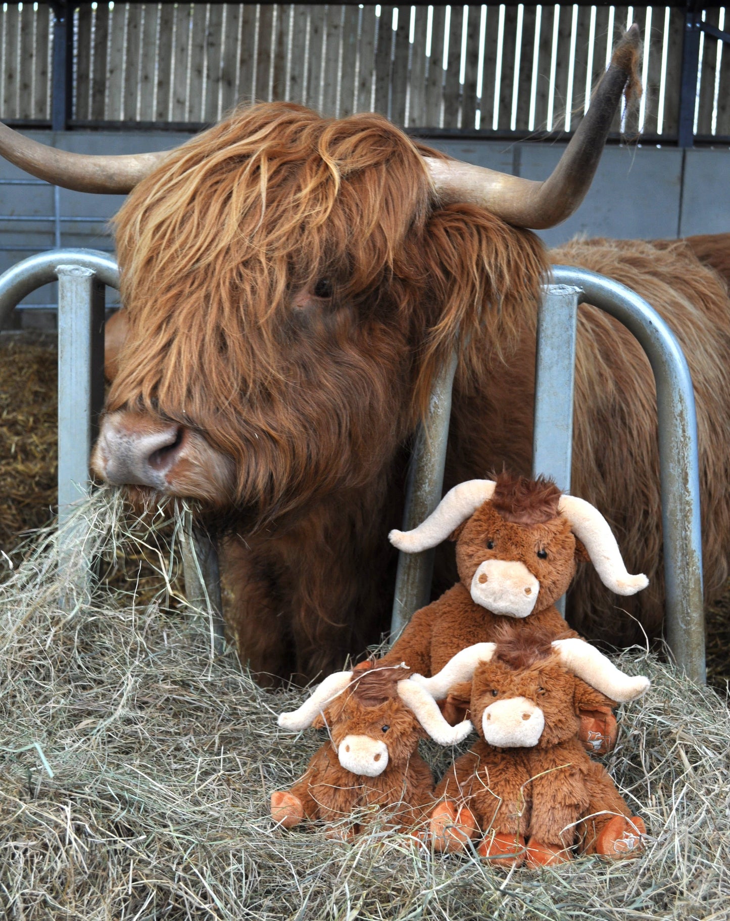 Horny Highland Cow Plush Brown Large Soft Toy 30CM