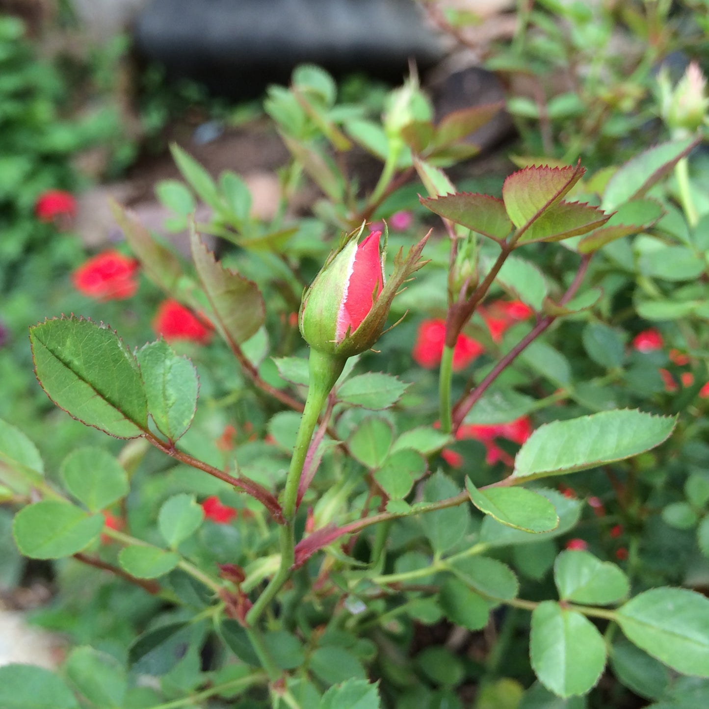 Miniature Rose Necklace 'Leela' Oval Pendant Necklace. Valentines Day Gift