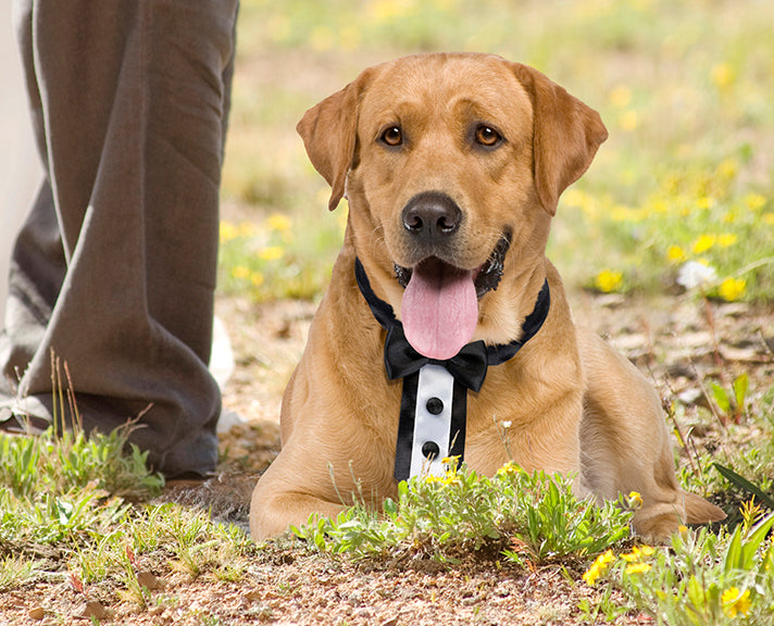 Tuxedo Dog Collar