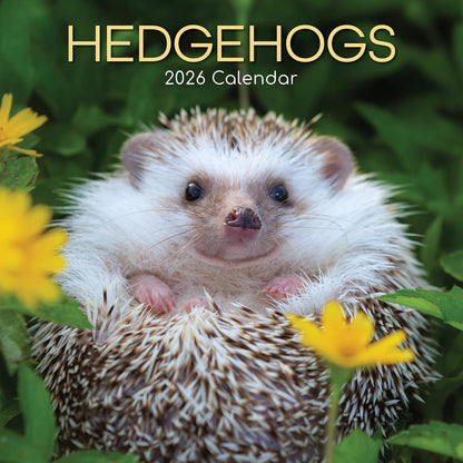 Hedgehogs 2026 Family Square Wall Calendar 16 Month (Sept 2025-Dec 2026)