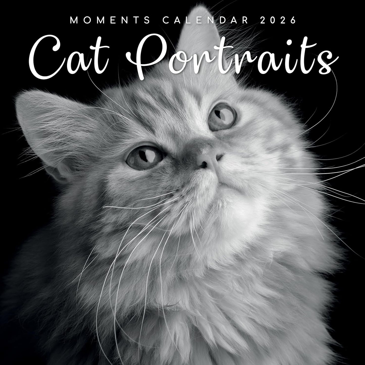 Black & White Cat Portraits 2026 Family Square Wall Calendar - 16 Month 2026