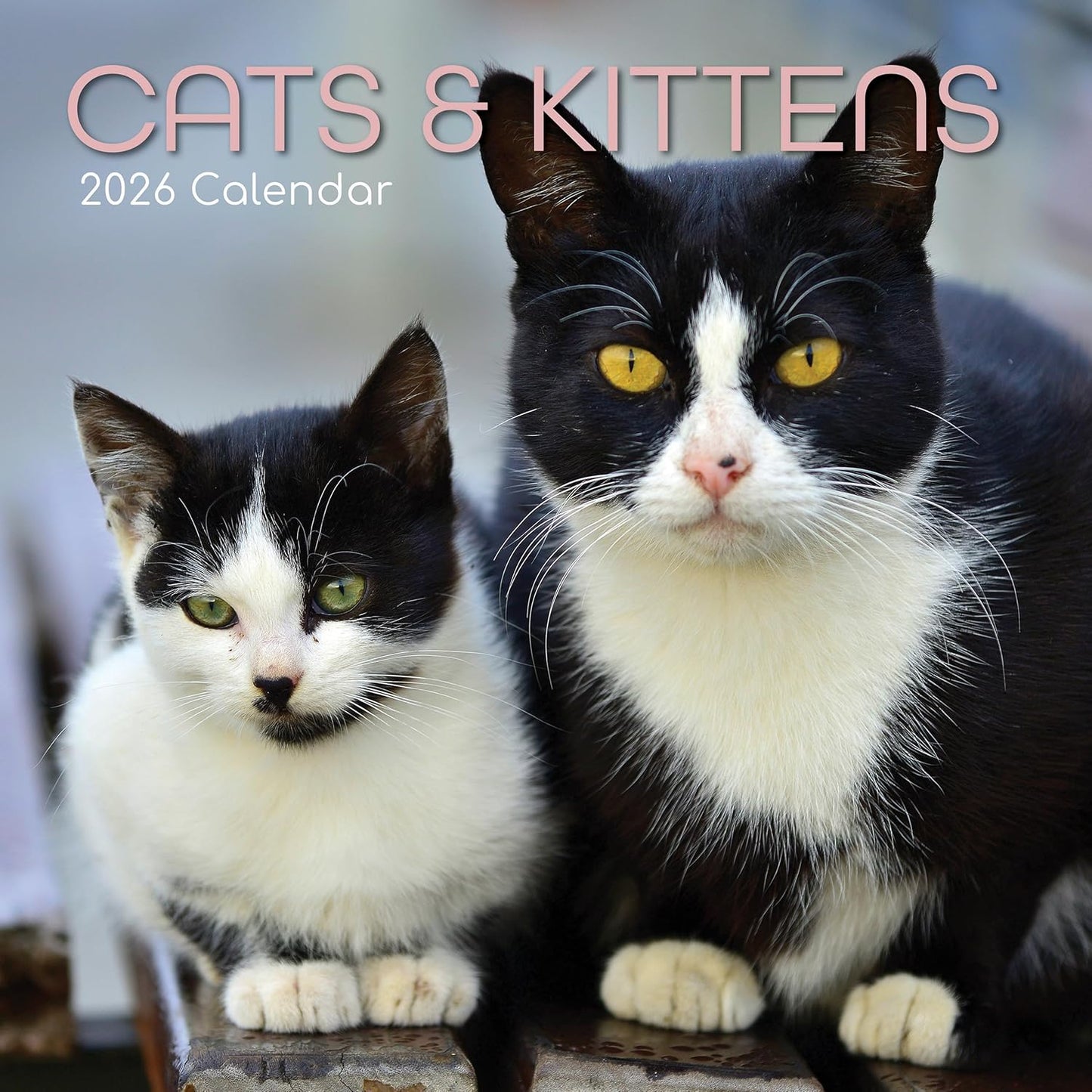 Cats & Kittens 2026 Family Square Wall Calendar - 16 Month (Sept 2025-Dec 2026)