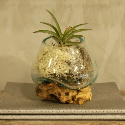 Molten Glass on Wooden Tree Root - Small Bowl