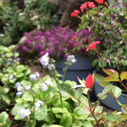 Miniature Rose Oval Drop Earrings. Valentines Jewellery